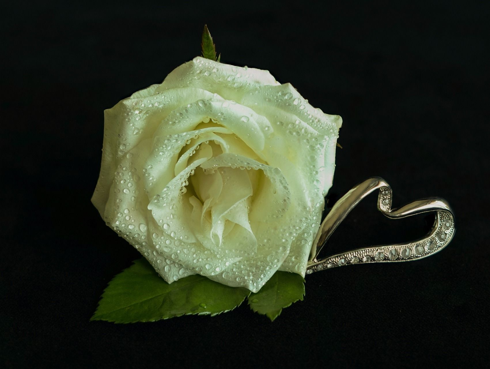 Eine weiße Rose vor schwarzem Hintergrund