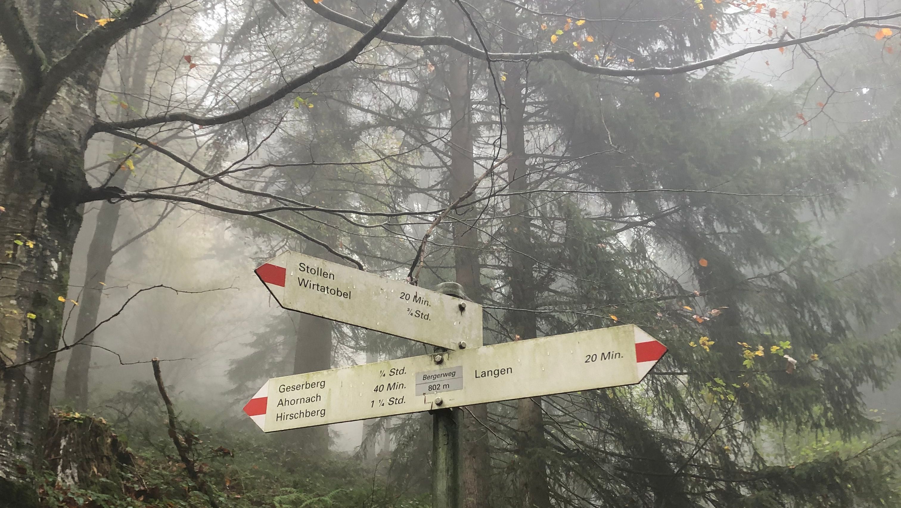 Wegweise auf Waldwanderweg im Nebel.